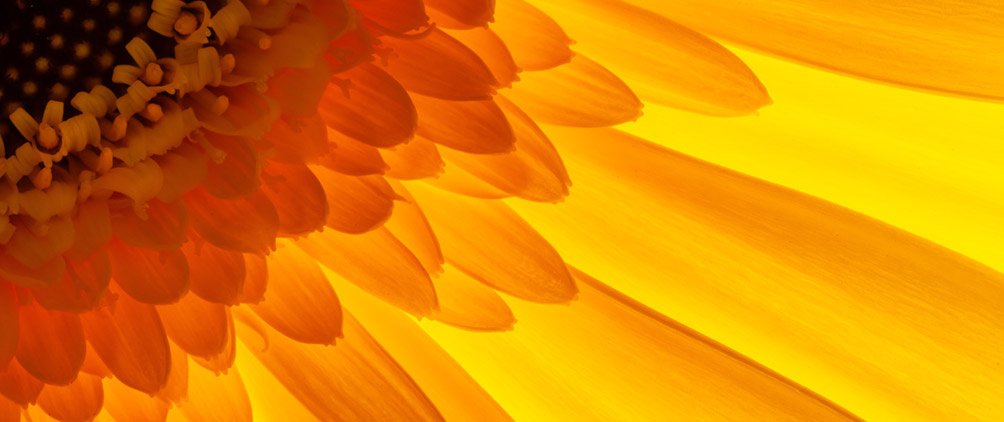 2Q25 Market Review: Suddenly It’s a Folk Song