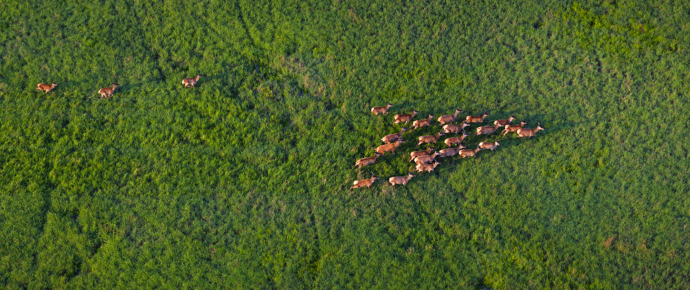 Aerial view of a herd of deer running across a lush green grassland.