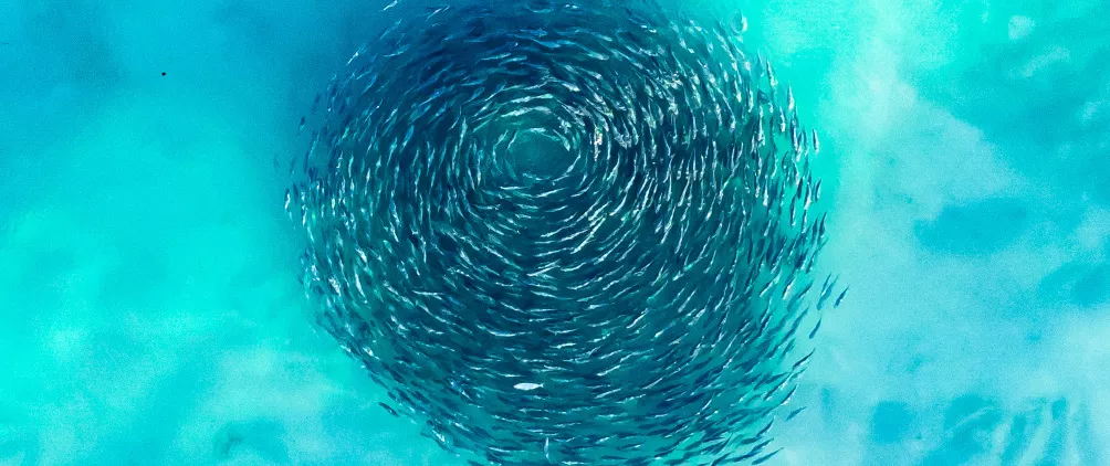 FirstEagleFeatured